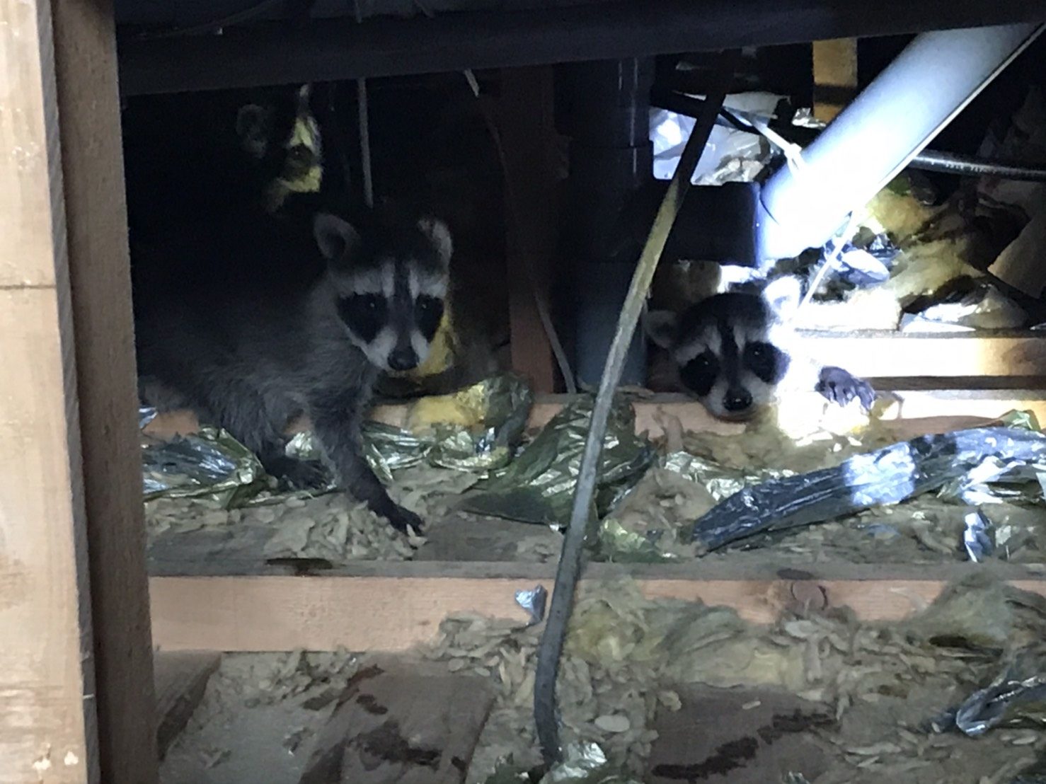 屋根裏から物音が？潜んでいた生物はあの動物だった！｜